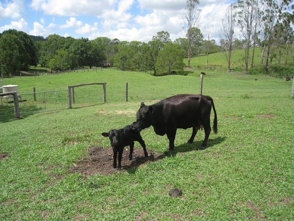 Jacaranda Creek Farmstay & B&B Sunshine Coast Dış mekan fotoğraf