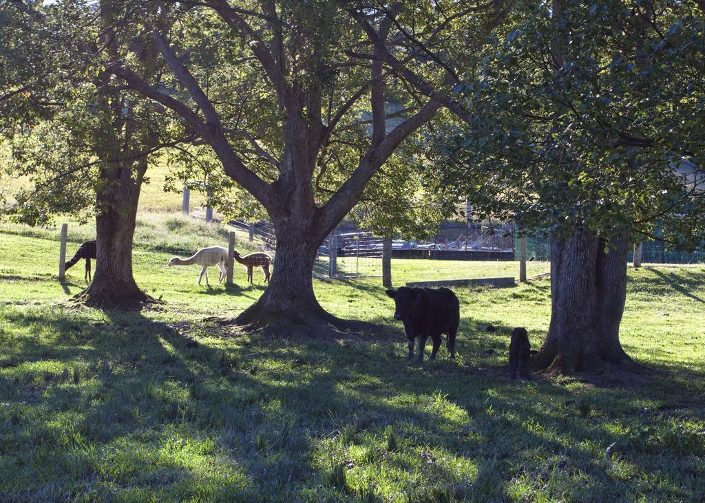 Jacaranda Creek Farmstay & B&B Sunshine Coast Dış mekan fotoğraf