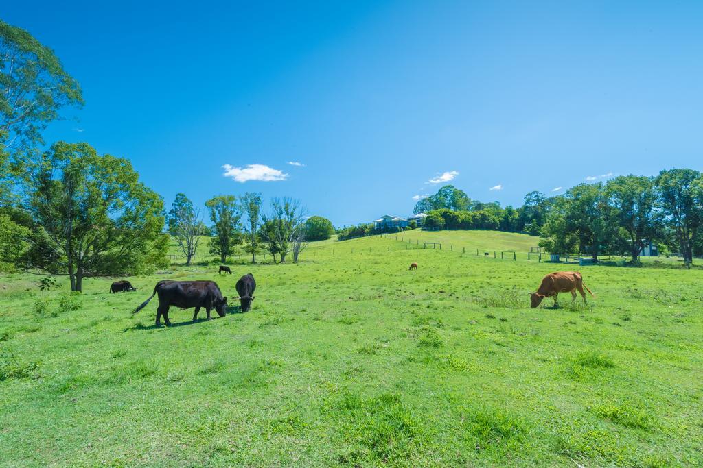 Jacaranda Creek Farmstay & B&B Sunshine Coast Dış mekan fotoğraf