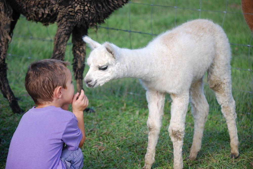 Jacaranda Creek Farmstay & B&B Sunshine Coast Dış mekan fotoğraf